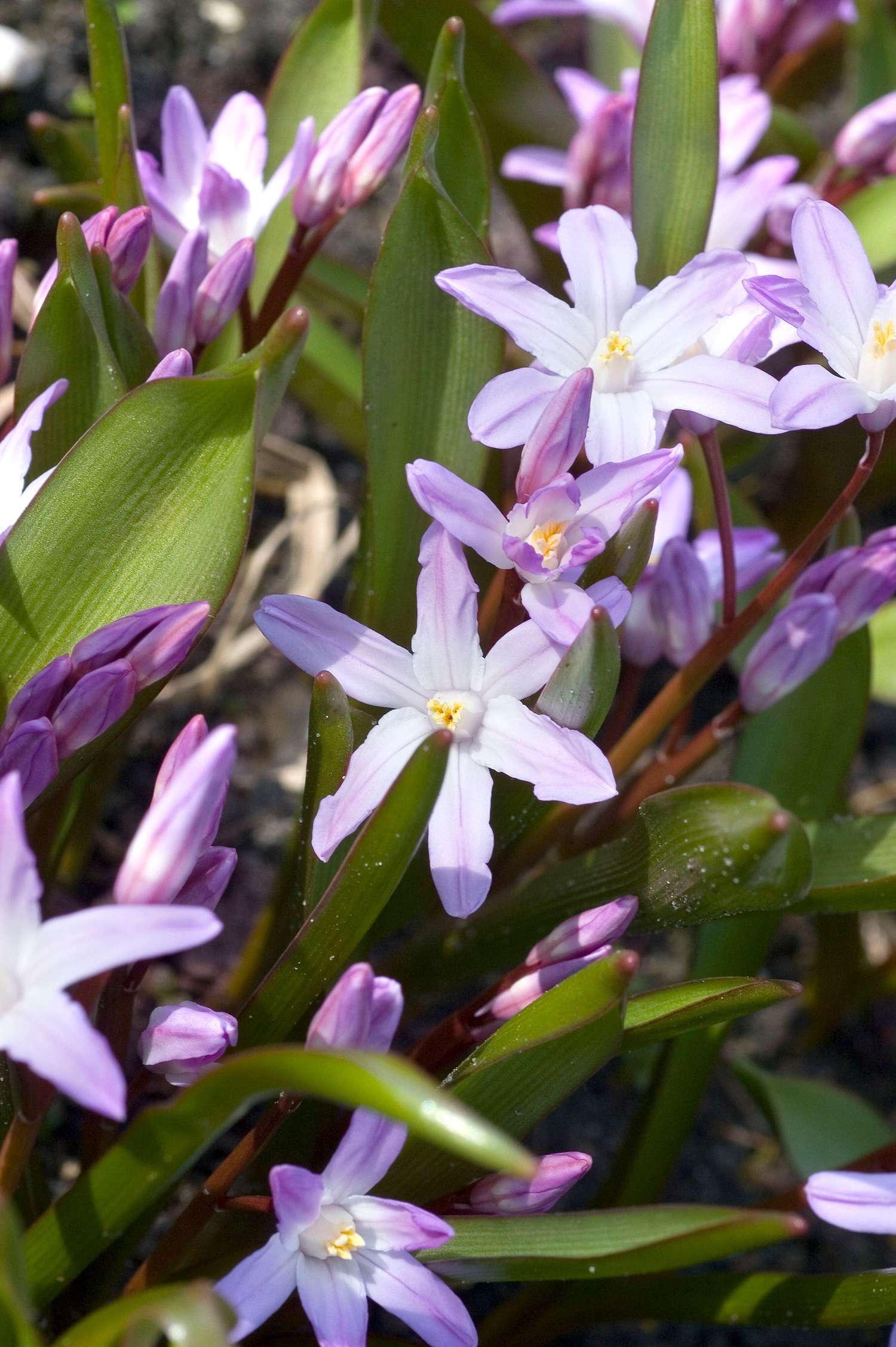 Kirjokevättähti Chionodoxa forbesii 'Pink Giant'